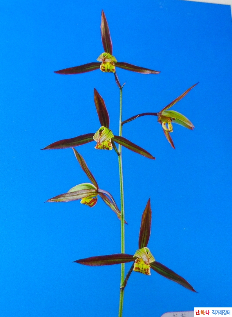 한란 대취(大鷲) - 홍경?