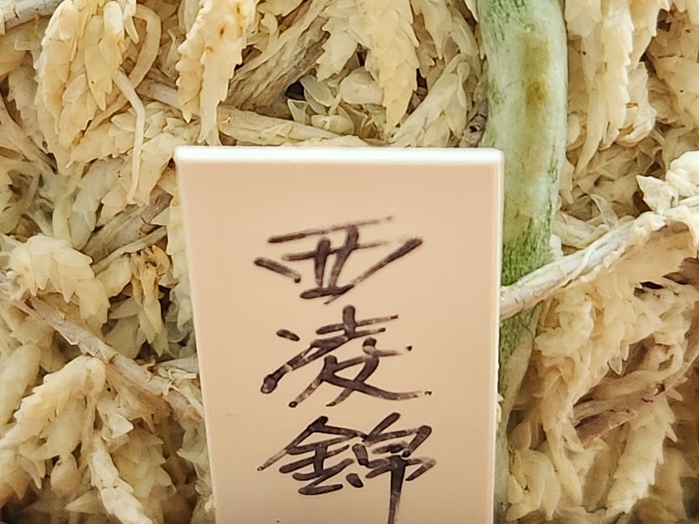 서능금3촉