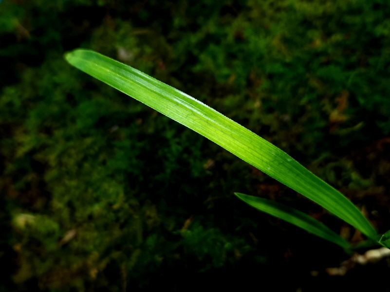 엽성 서반산반