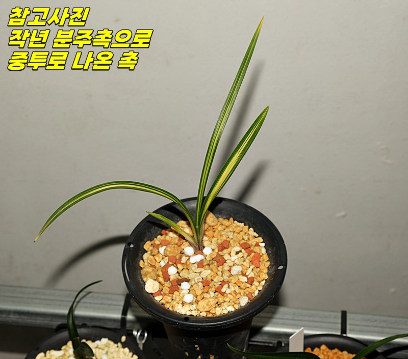 입변중투 특급신아촉