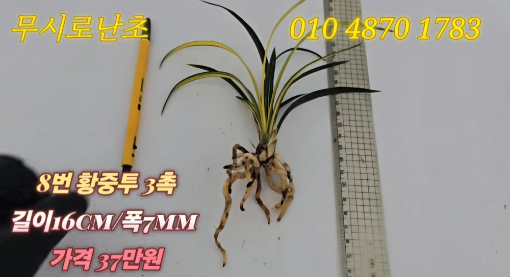 황중투 무명