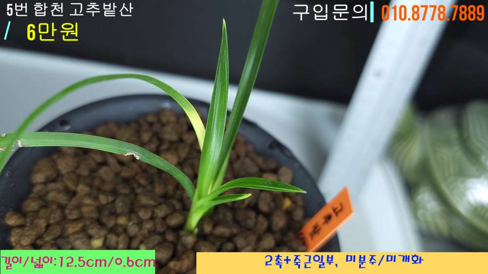 고추밭 종자 2번