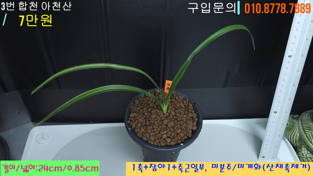 아천산 종자