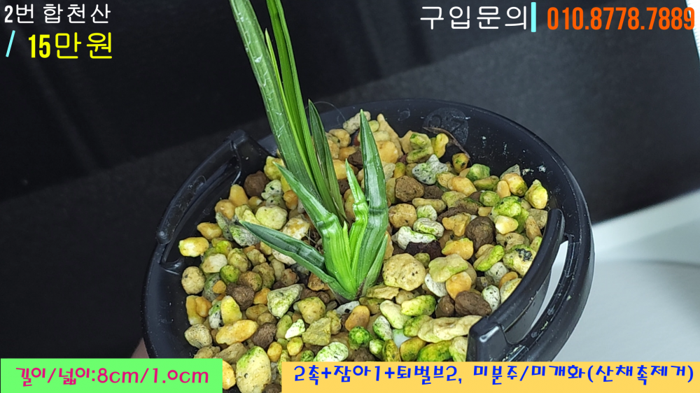 쭈그리 단엽 2번
