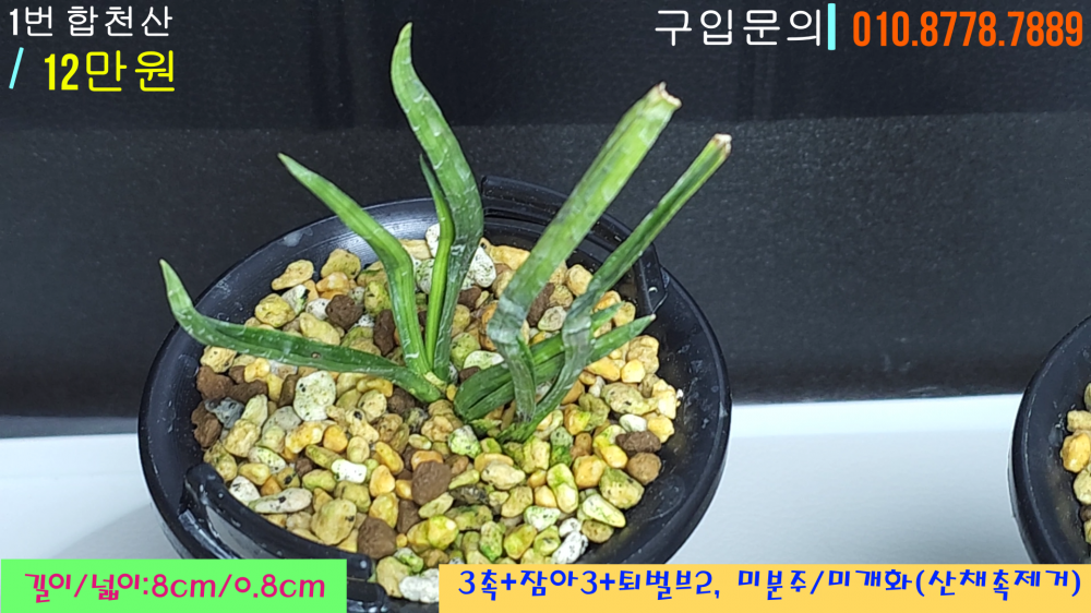 쭈그리단엽 1번