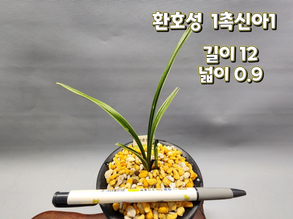 @@@ 종자목 (환호성) @@@