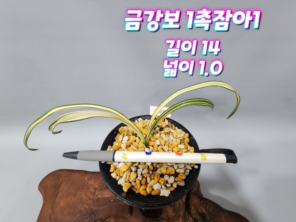 @@@ 종자목 (금강보) @@@