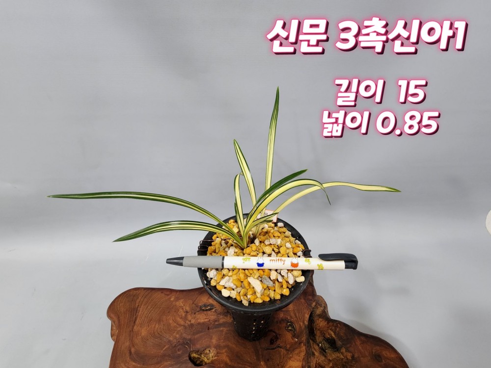 @@@ 종자목 (신문) @@@