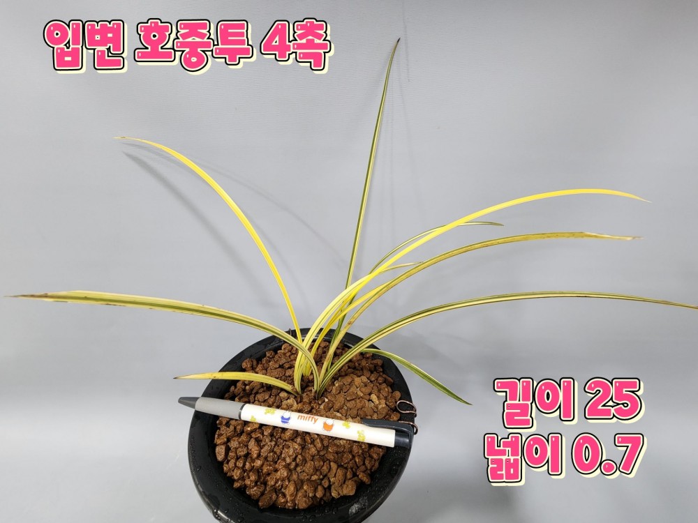 @@@ 일경구화 (중투호) @?
