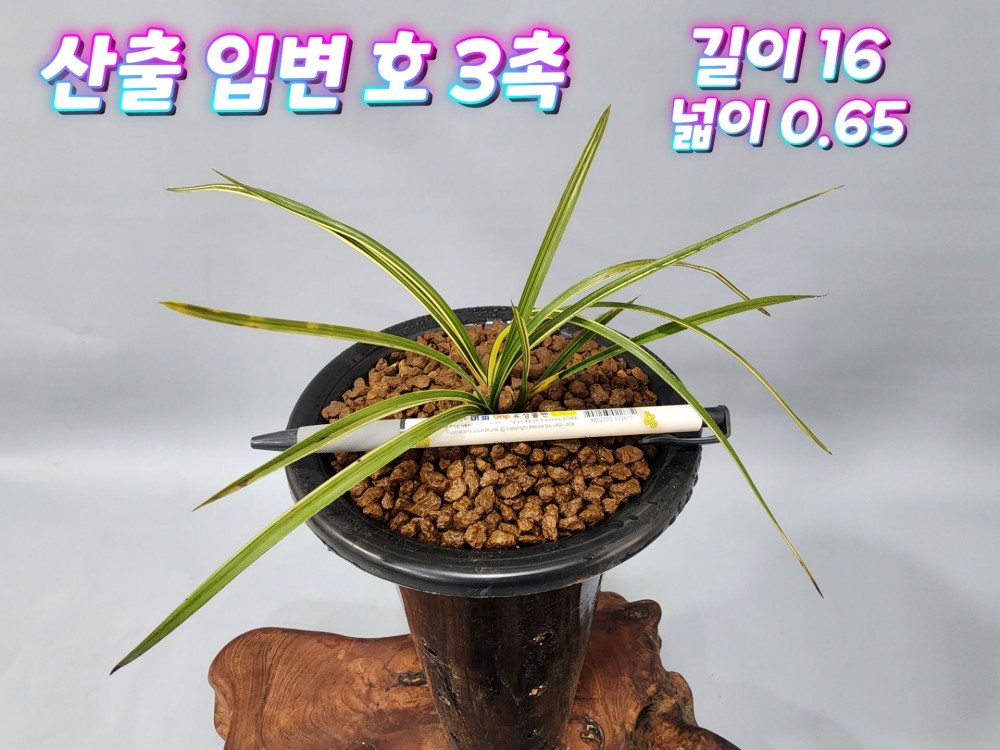@@@ 산출 일경구화 입변?