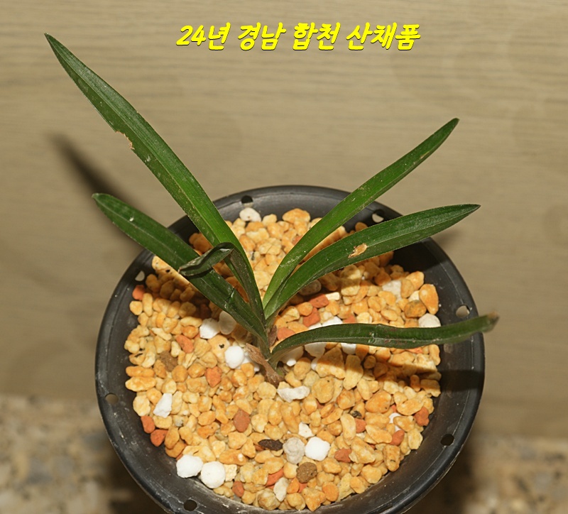 합천 산채 특급환엽