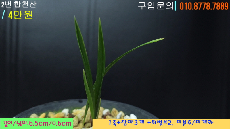 합천산 종자