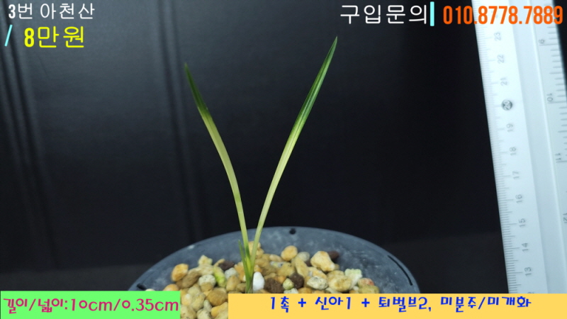 아천산 종자 1번