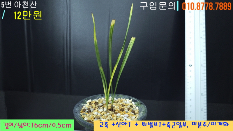 아천산 종자 2번