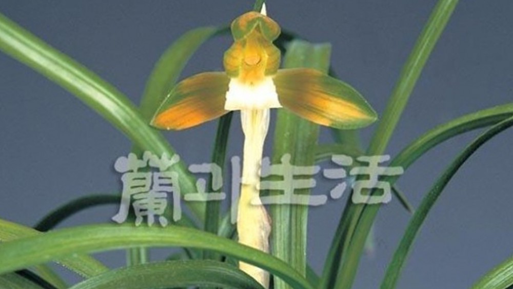 천운소