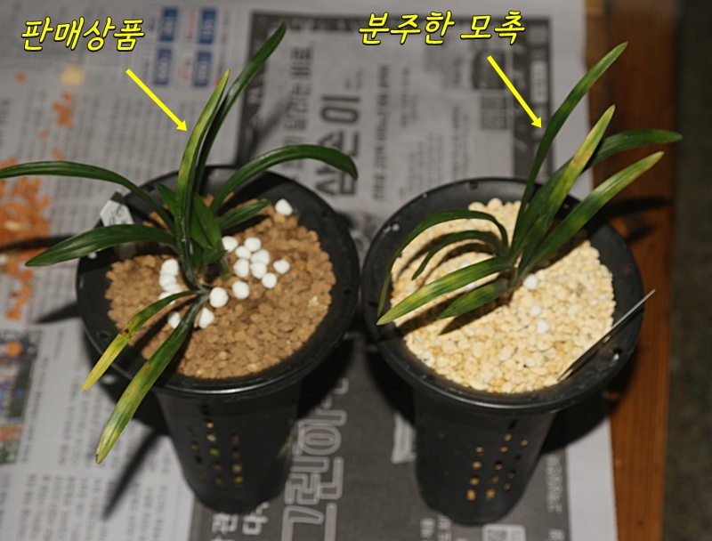 A급 미개화 반성입변