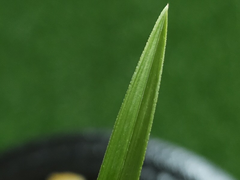 1748487472_6837cd3068fc4.jpg