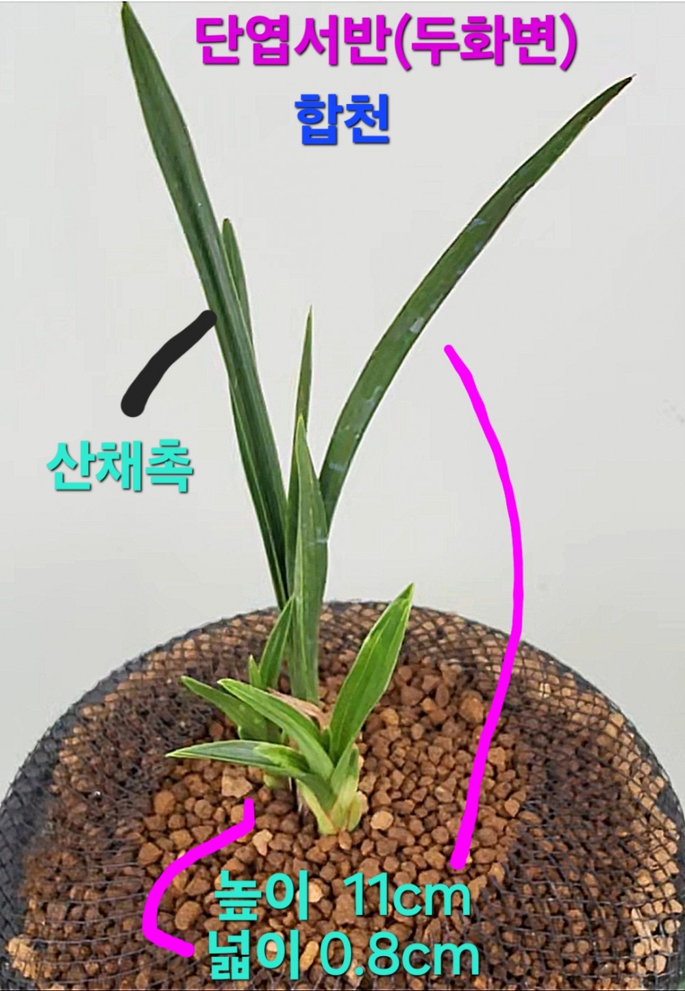 홍두화기대주☆☆☆☆?