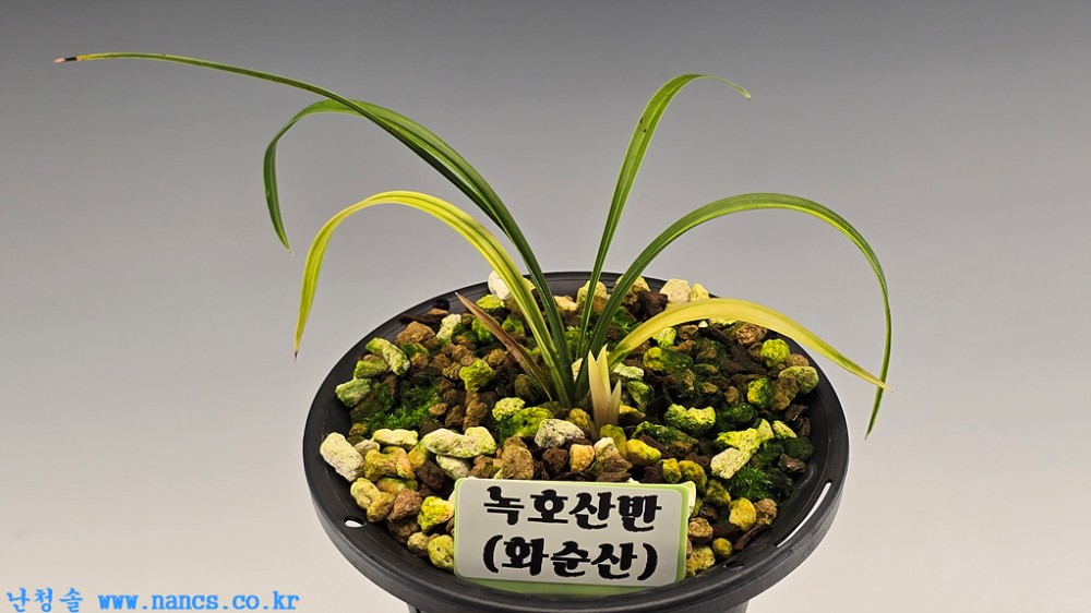 녹호산반
