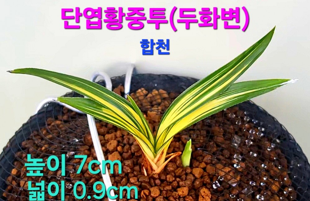 일생일란품종☆☆☆☆?