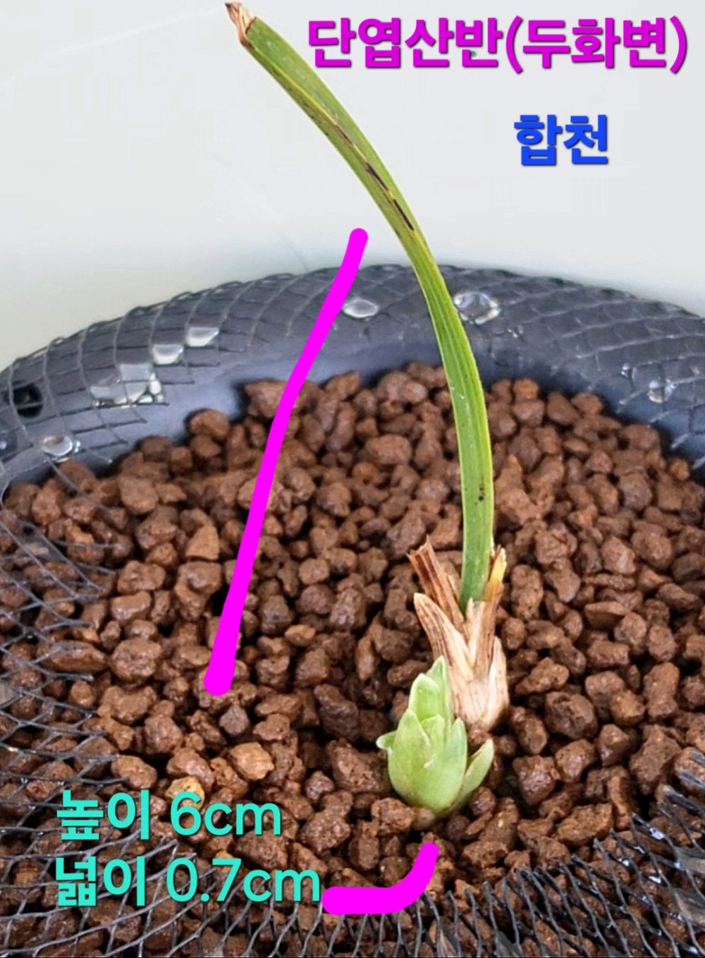 산반두화소심기대주☆?