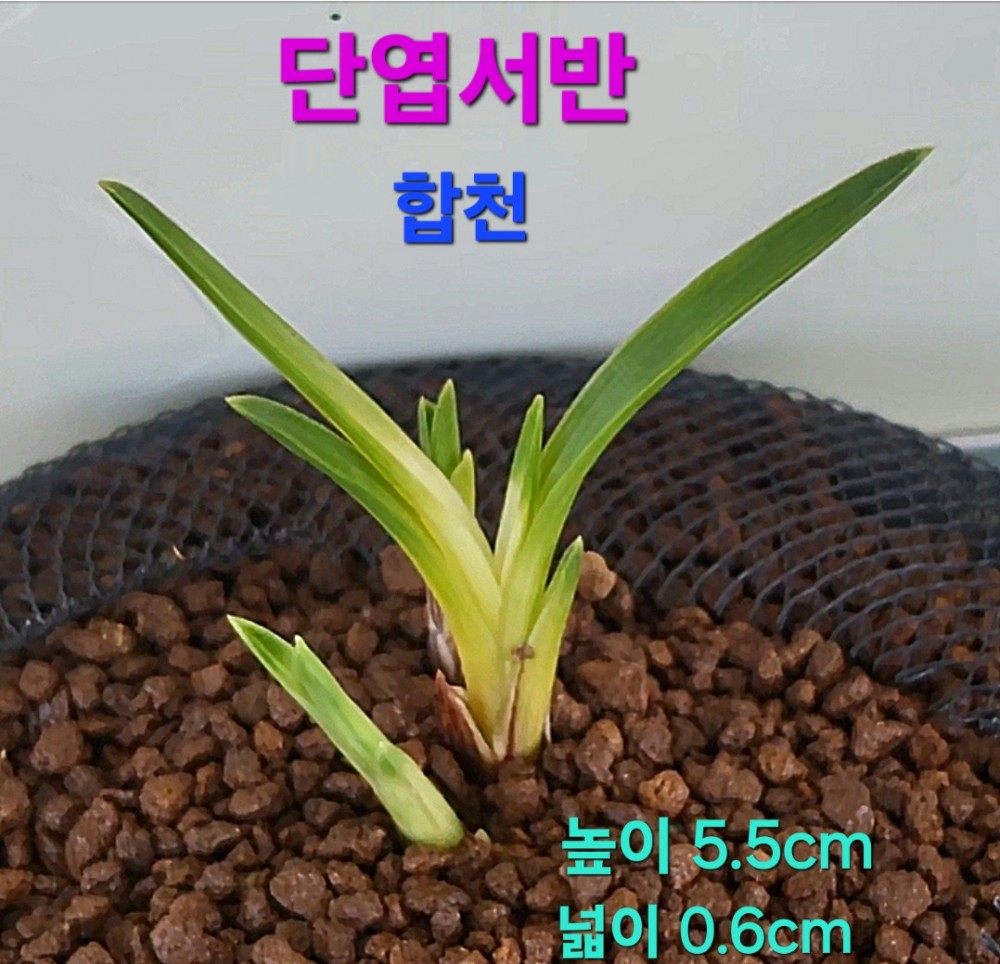 울트라급품종☆☆☆☆?