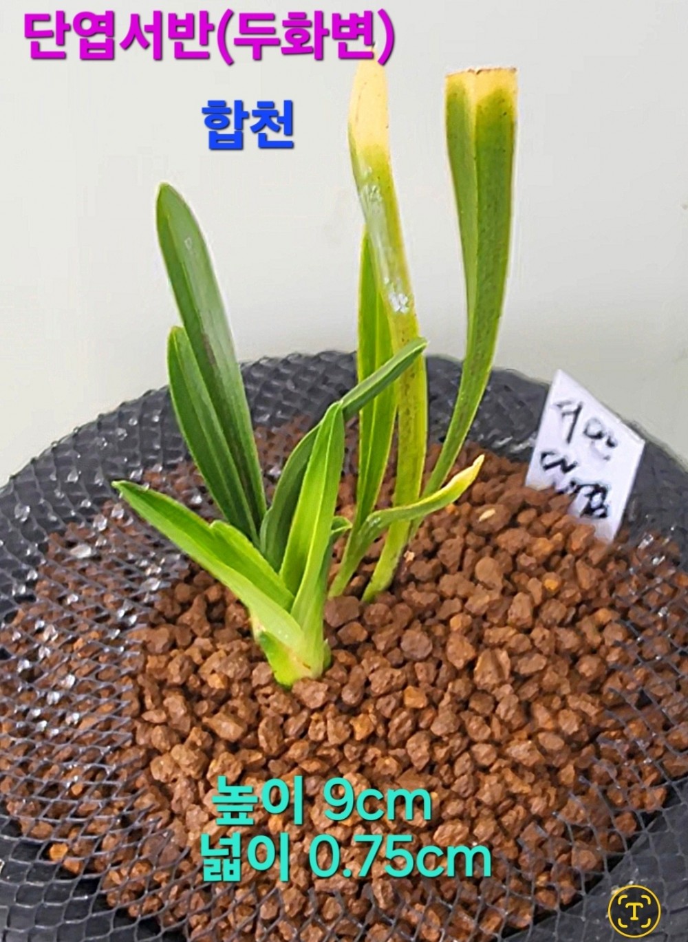 색두화기대주(화예+업?