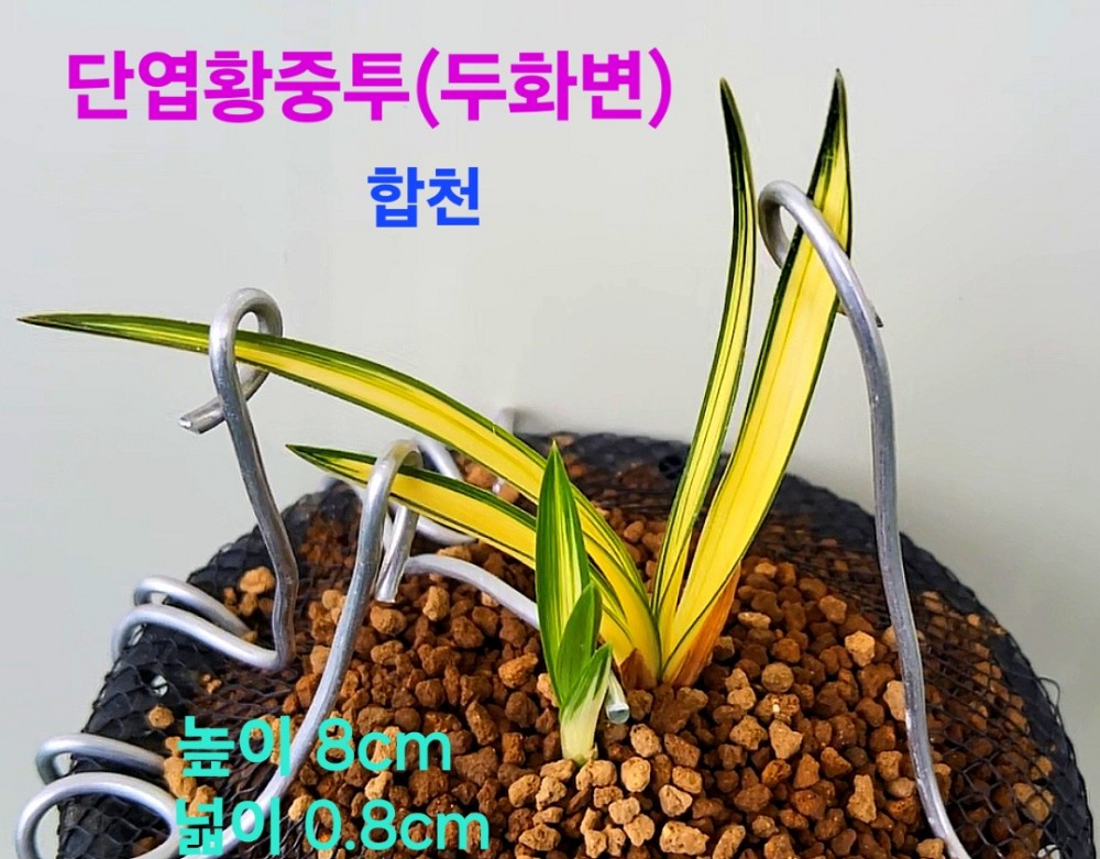 일생일란품종☆☆☆☆?