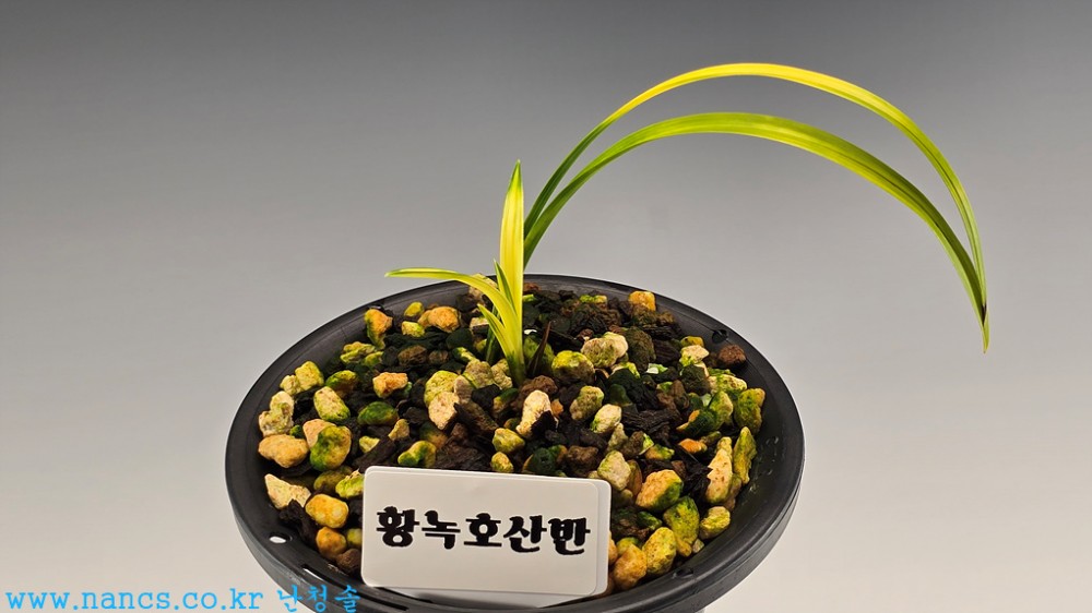 황녹호산반