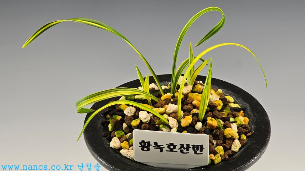 황녹호산반