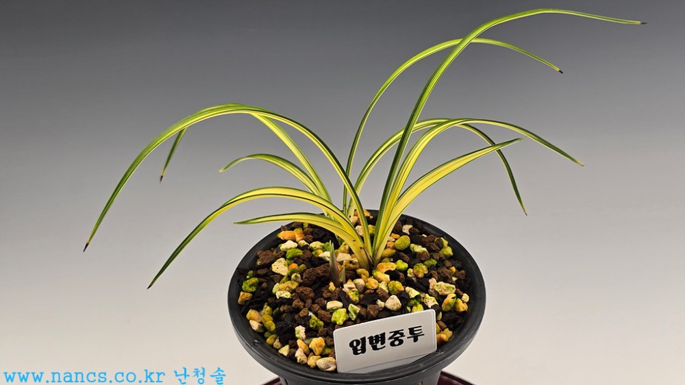 입변중투
