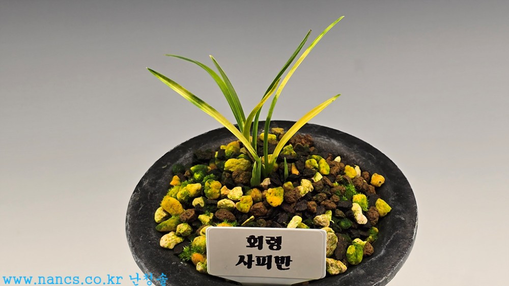 회령