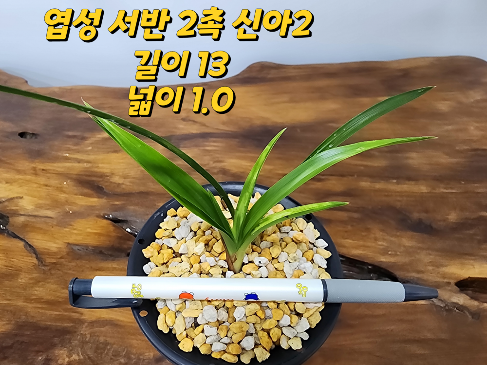 @@@ 엽성 서반 @@@