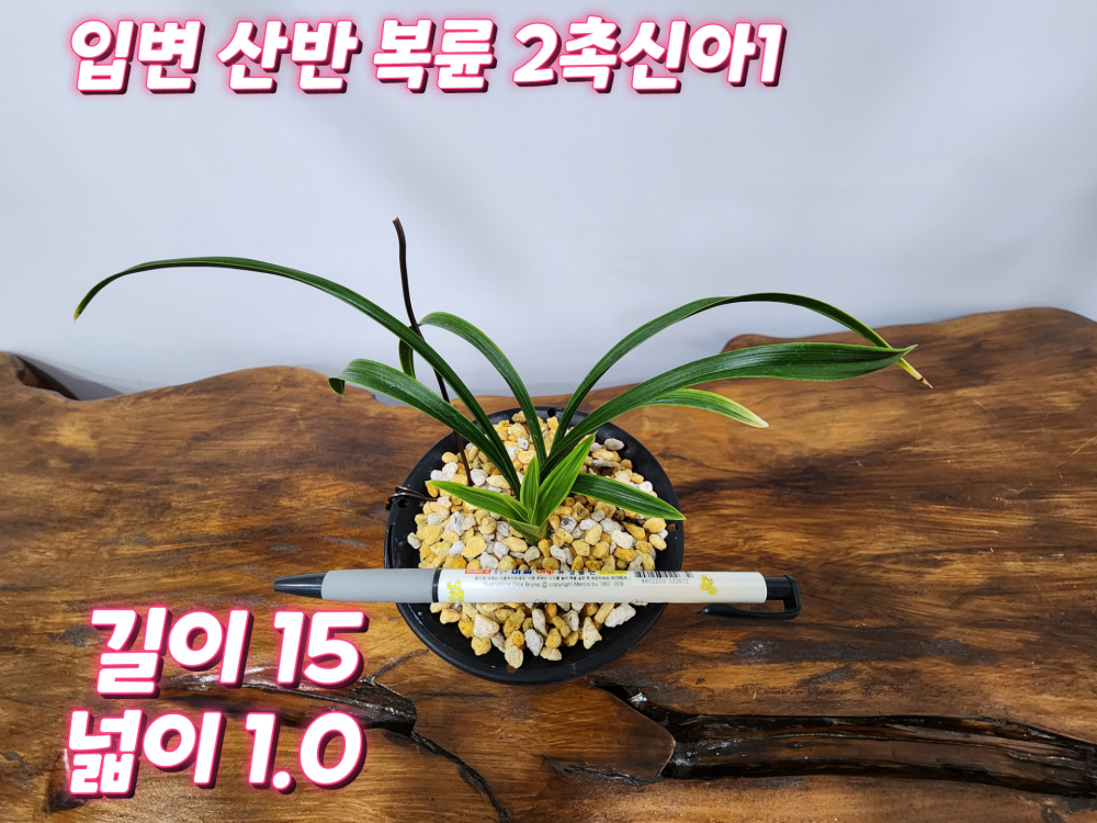 @@@ 입변 산반복륜