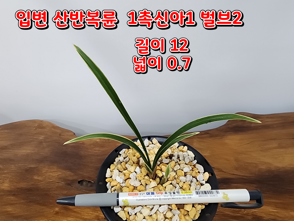 @@@ 입변 산반복륜