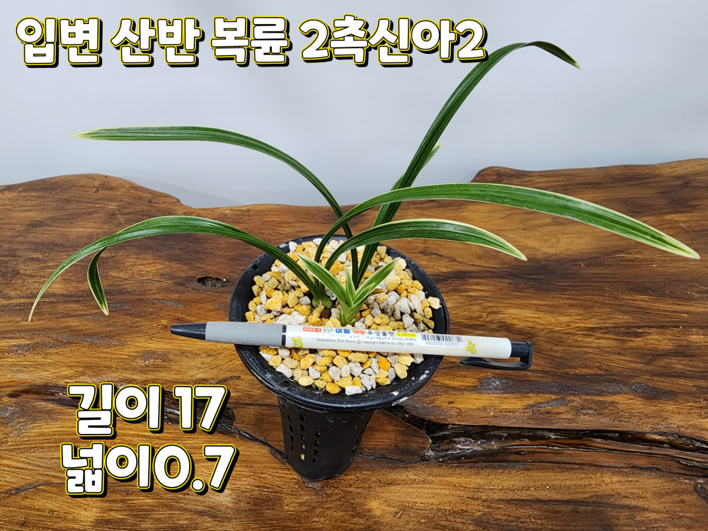 @@@ 입변 산반복륜 @@@