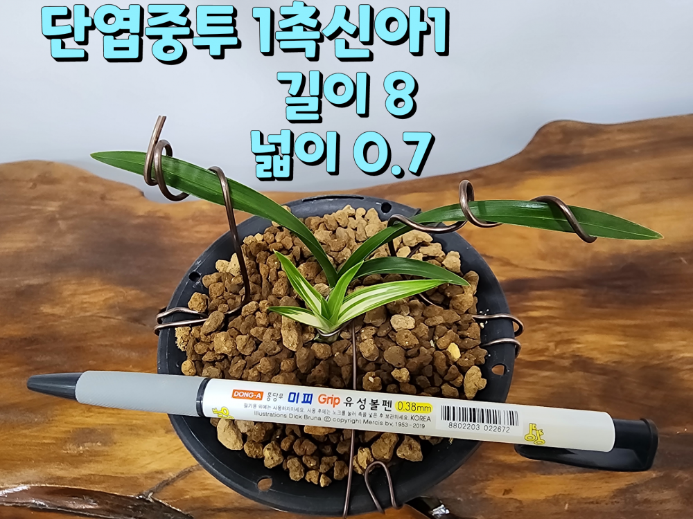 @@@ 특 종자목 @@@