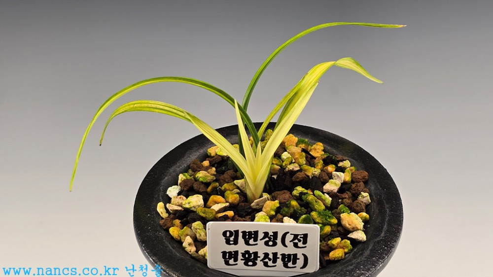 전면황산반