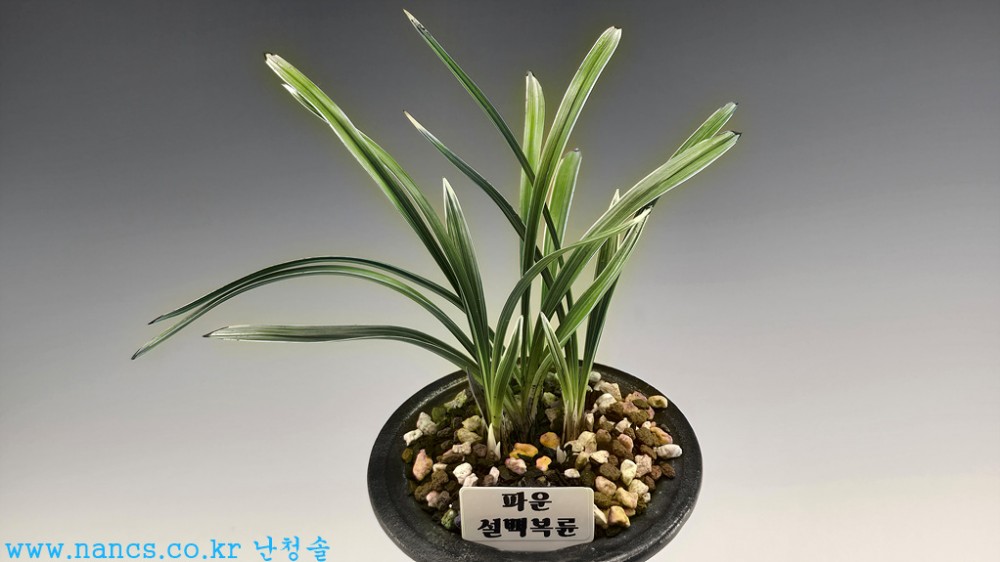 파운