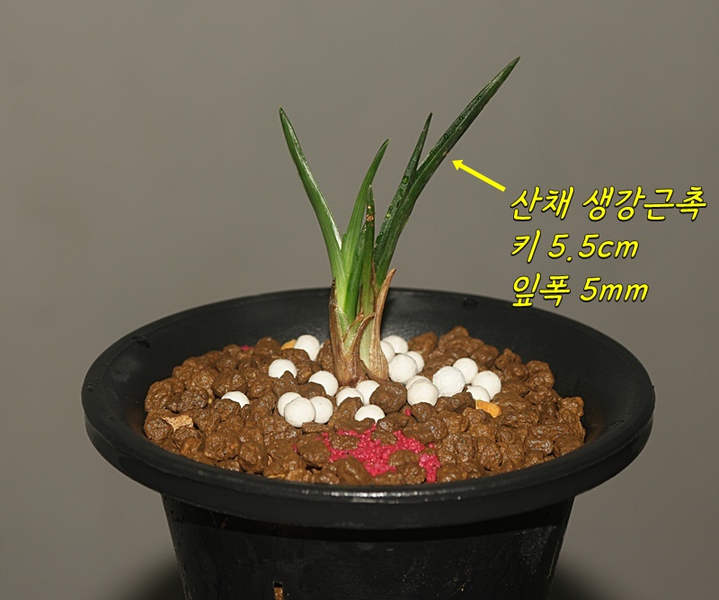 작년산채 에이스 입변