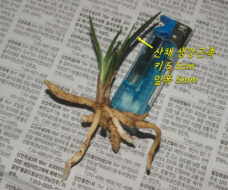 1749922125_684db14d06bc2.jpg