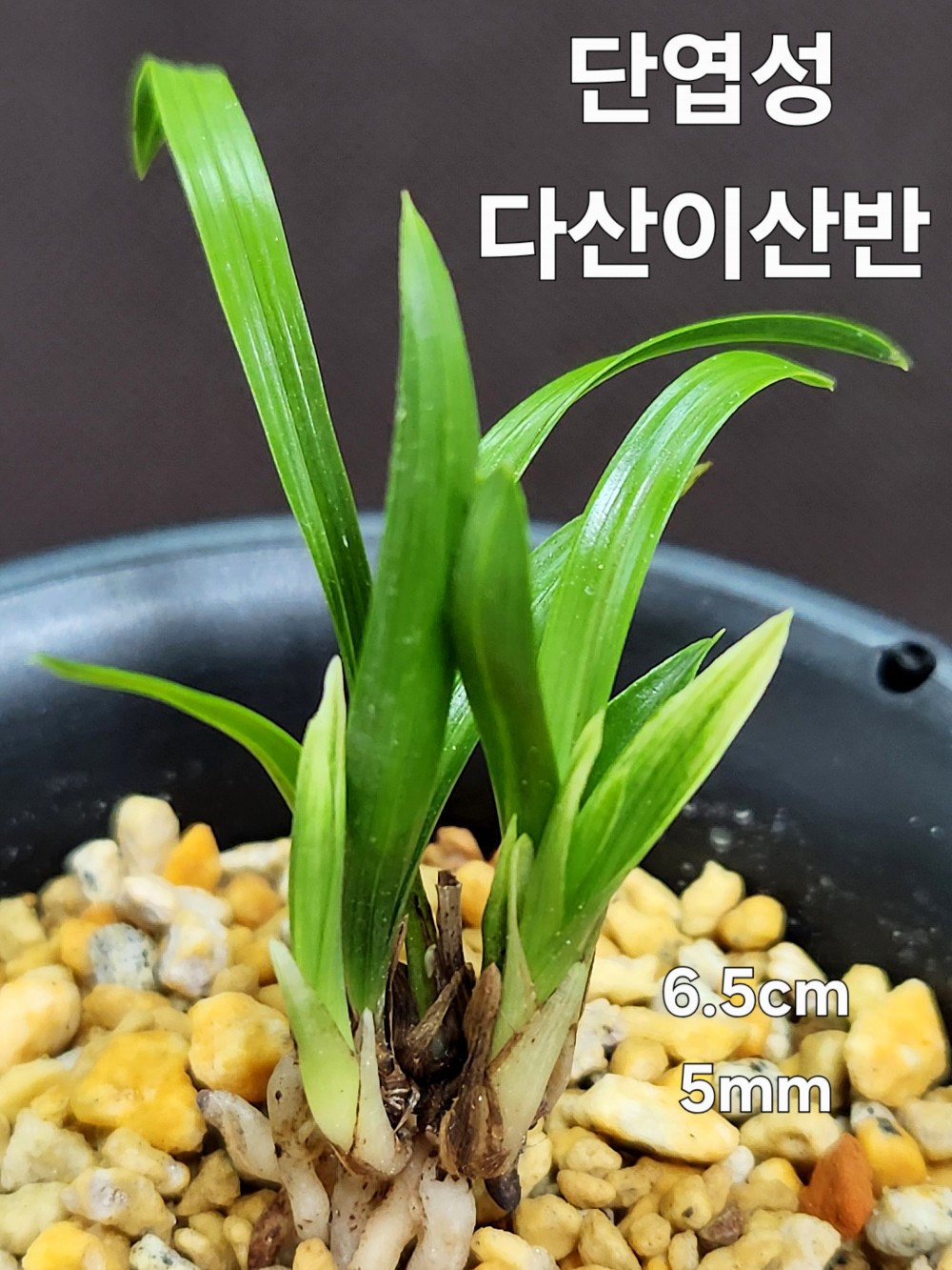 ☆ 단엽성 다산이산반 ?