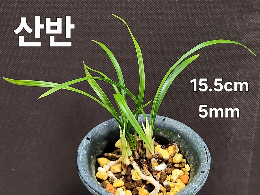☆ 산반 ☆