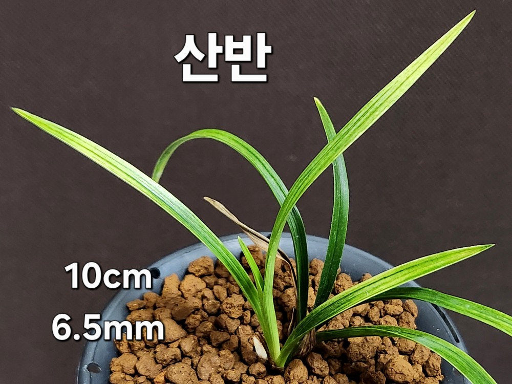☆ 산반 ☆