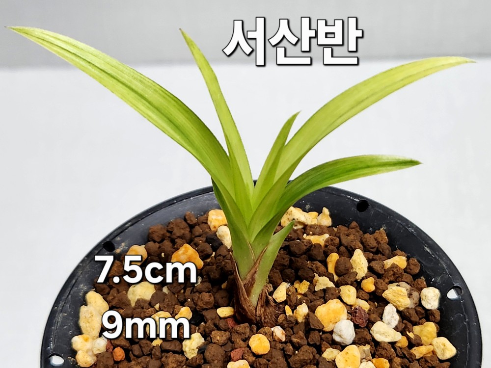 ☆ 서산반 ☆