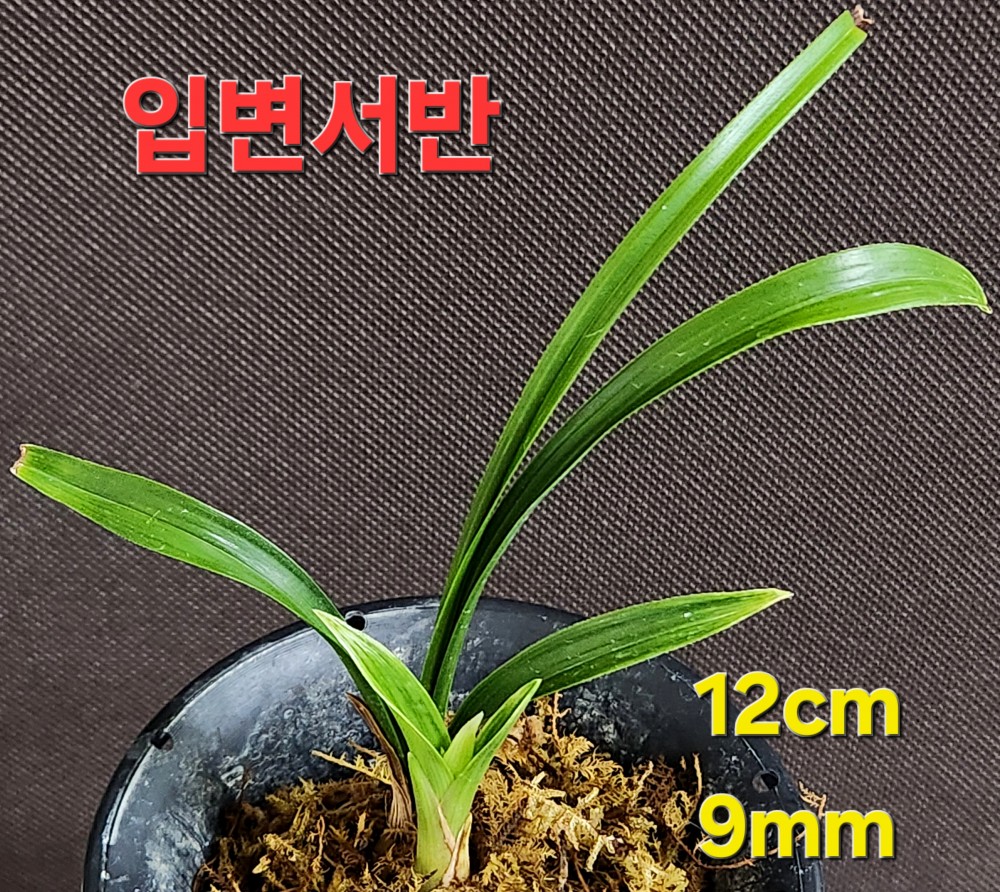 ♤ 입변서반  ♤