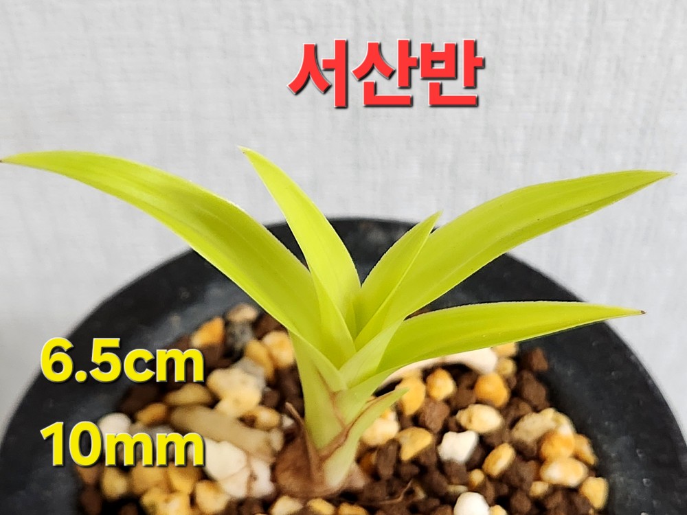 ♤ 서산반 ♤