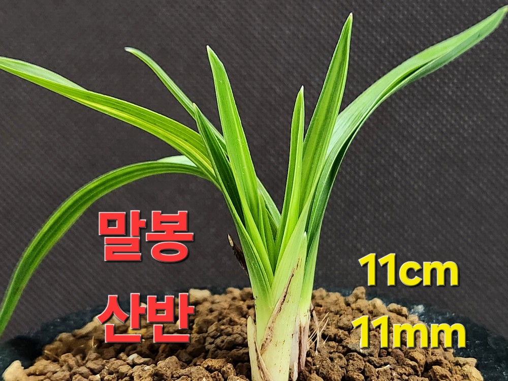 광엽말봉산반호