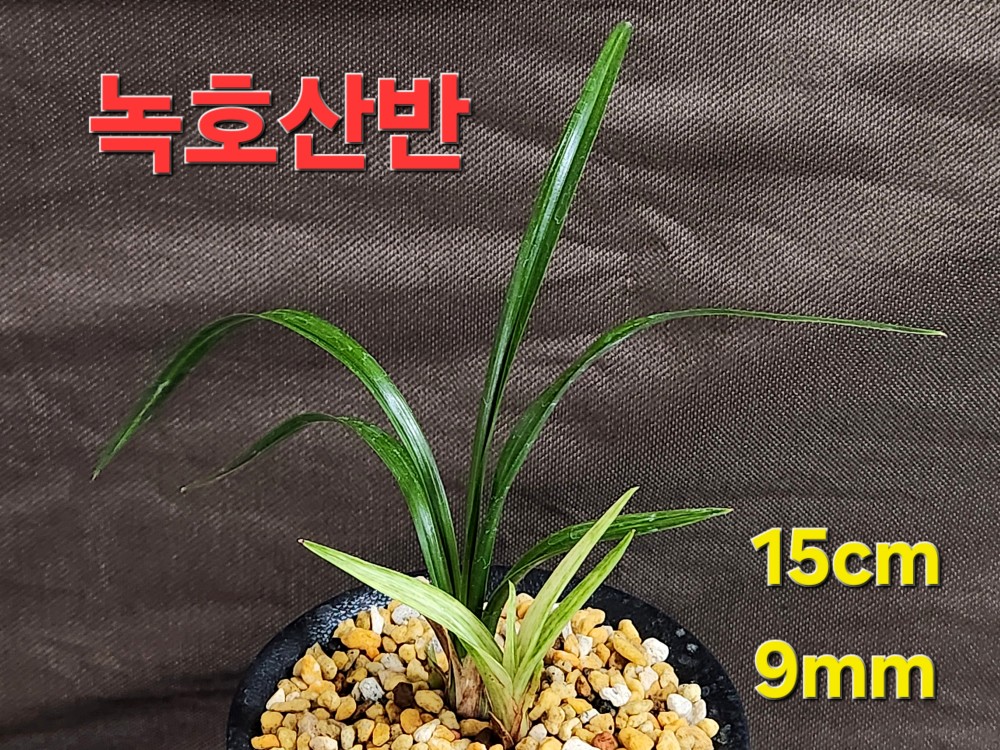 ♤ 녹호산반♤