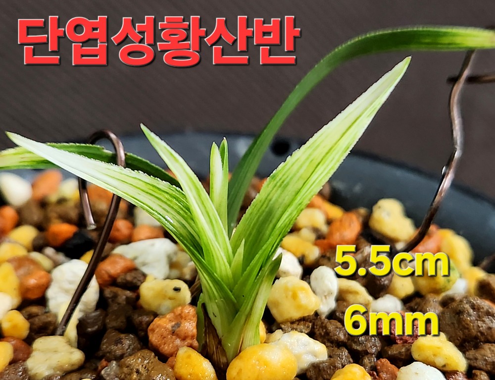 ♤ 단엽성황산반 ♤